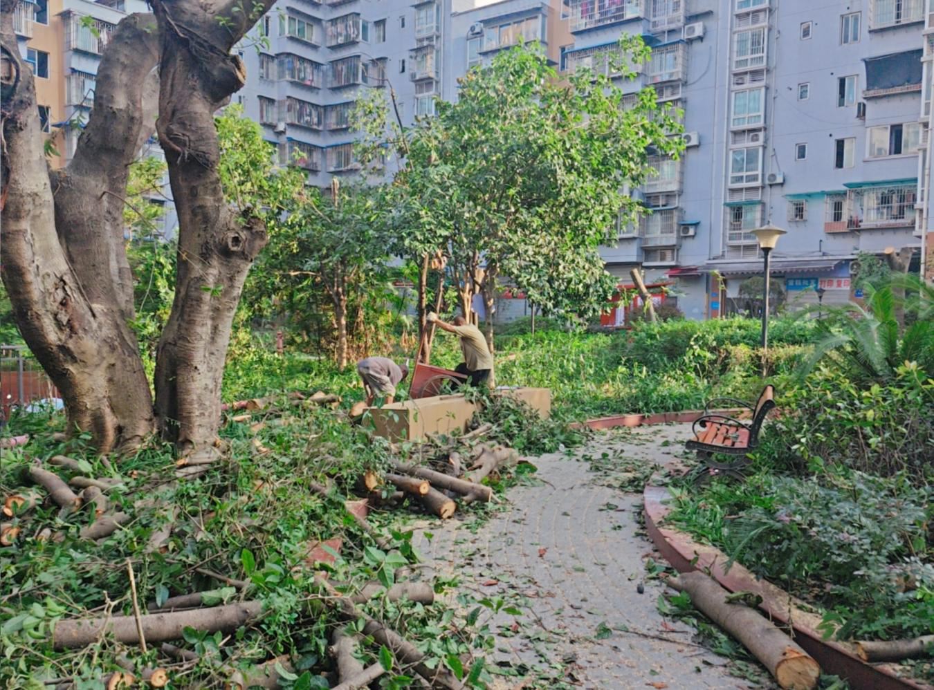 联芳街道圣泉社区：修剪枝叶除蚊患精细服务暖民心